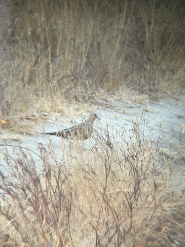 iNaturalist observation photo of Mourning Dove