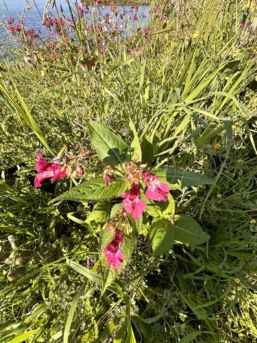 Himalayan balsam