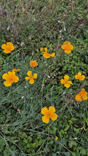 California poppy