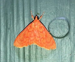 Hyalobathra