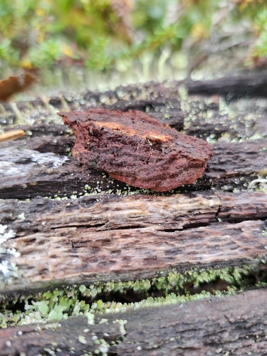 Fuscoporia viticola