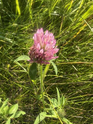 Red Clover