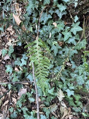 Polypodium interjectum, photograph (c) Paolo Zucca, some rights reserved (CC BY)