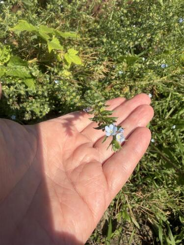 two-rowed stickseed