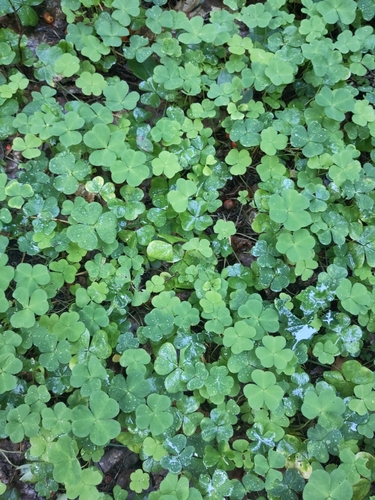 European wood-sorrel