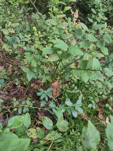 common bilberry