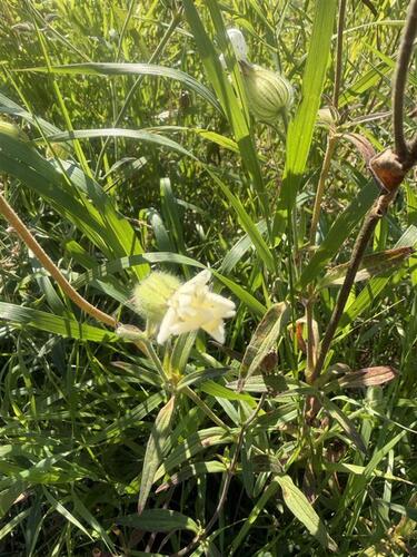 white campion