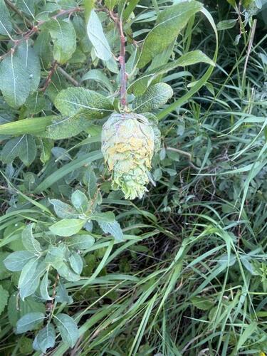 Willow Pinecone Gall Midge