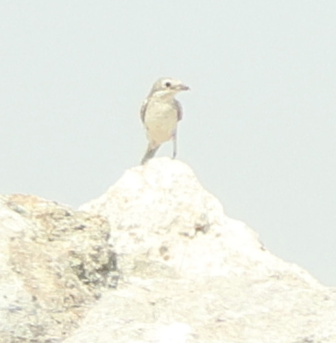 Woodchat Shrike