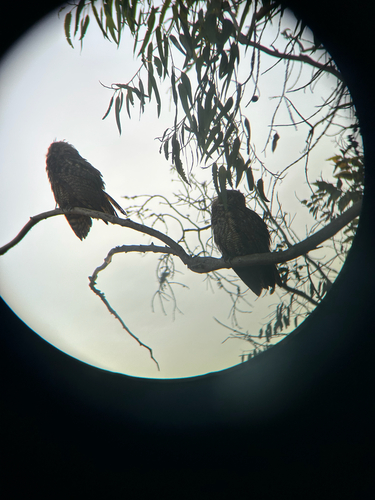 iNaturalist observation photo of Great Horned Owl