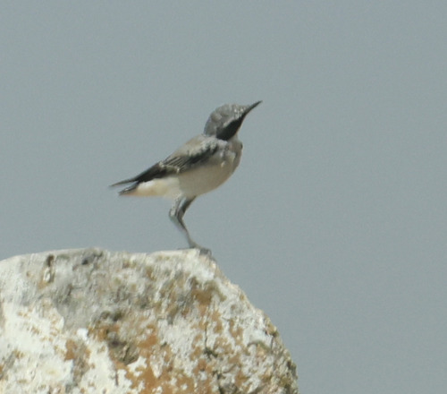 Northern Wheatear
