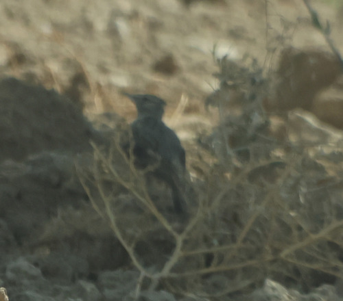 Crested Lark