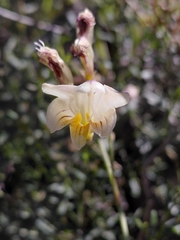 Freesia refracta, photograph (c) Brian du Preez, some rights reserved (CC BY-SA)