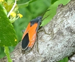 Melanopleurus belfragei