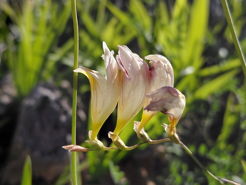 Freesia refracta, photograph 2