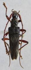 Disteniinae