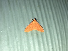 Hyalobathra