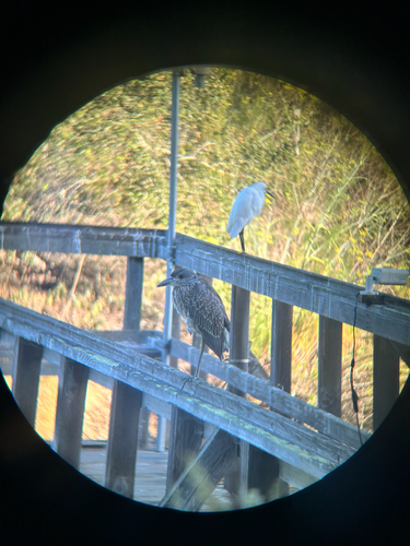 iNaturalist observation photo of Black-crowned Night Heron