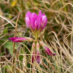 Trifolium alpinum, photograph (c) Diego González Dopico, some rights reserved (CC BY)
