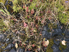 Sedum radiatum