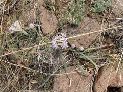 Allium anceps