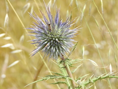 Echinops spinosissimus