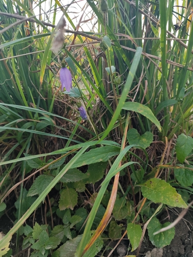 Creeping Bellflower