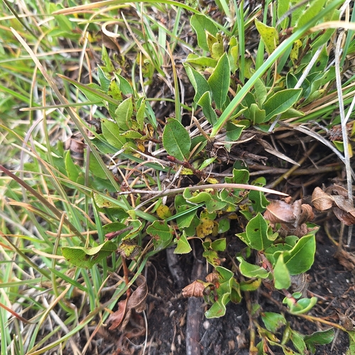 Salix alpina, photograph 3