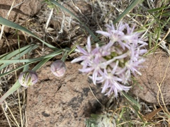 Allium anceps