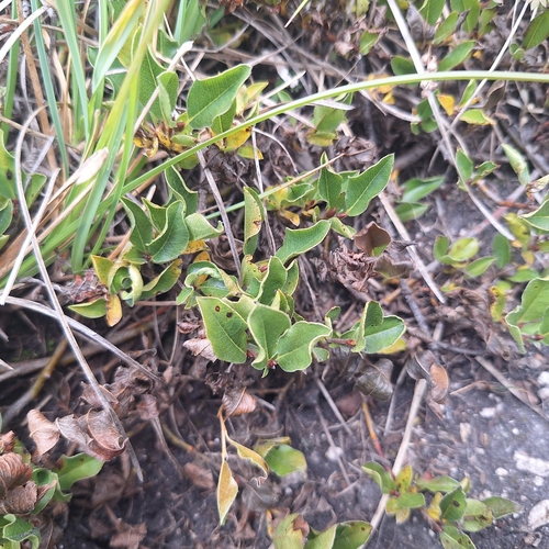 Salix alpina, photograph 4
