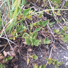 author not stated, no rights reserved Salix alpina, photograph author not stated, no rights reserved