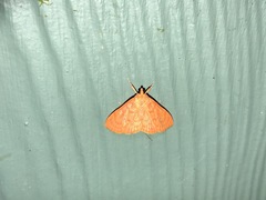 Hyalobathra