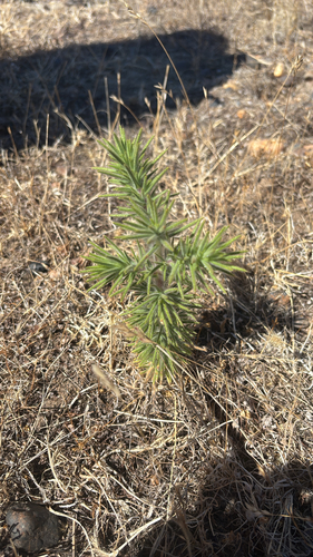 iNaturalist observation photo of Fitch's tarweed