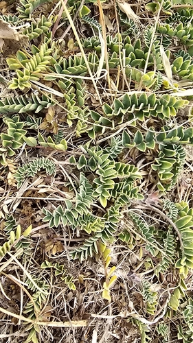 Astragalus monspessulanus, photograph 2