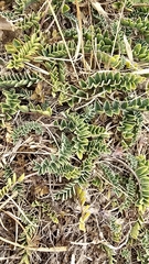 Astragalus monspessulanus, photograph author not stated, no rights reserved