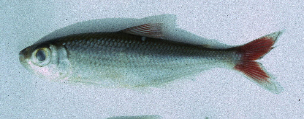 Bryconops colaroja