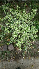Euonymus fortunei fortunei