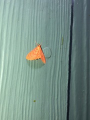 Hyalobathra