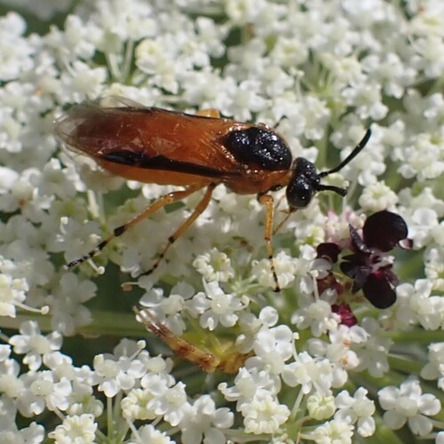 Rose Sawfly photo 6