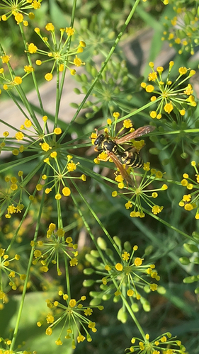 European Paper Wasp