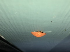 Hyalobathra