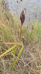 Iris reichenbachiana