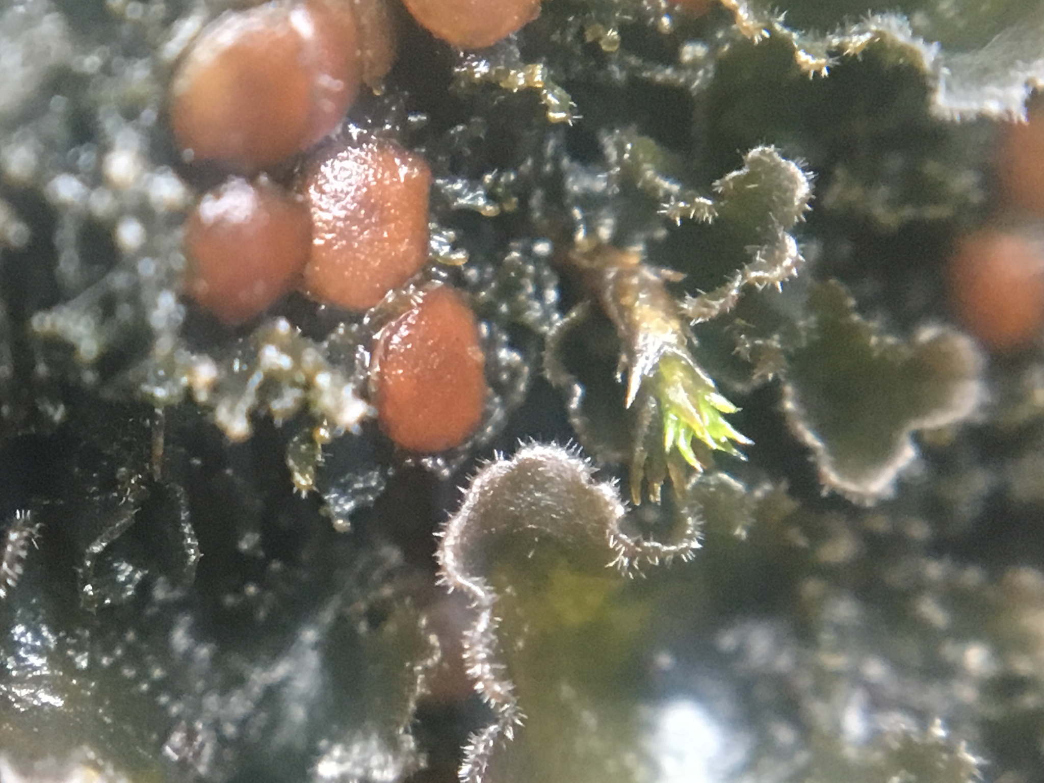 Leptochidium albociliatum image