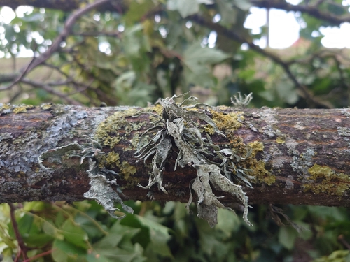 Cartilage Lichen