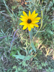Helianthus pauciflorus, photograph author not stated, no rights reserved