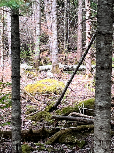 Ruffed Grouse