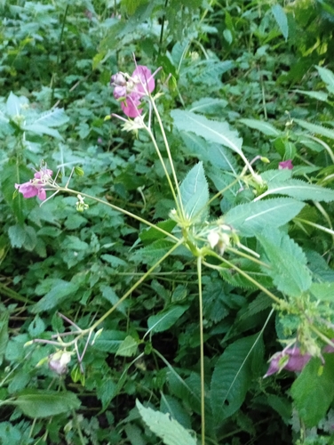 Himalayan balsam