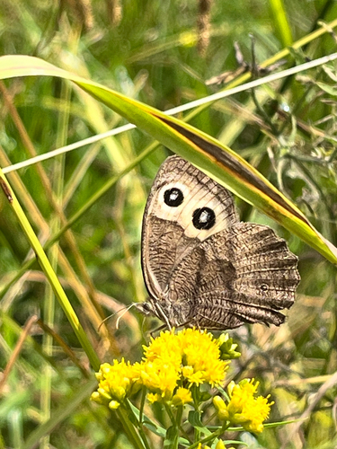 Common Wood-Nymph