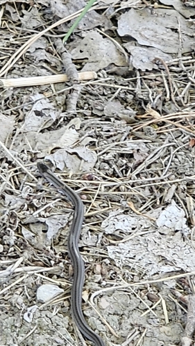 Smooth Snake