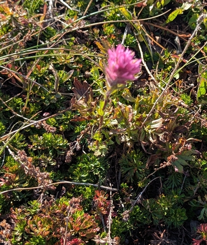 Castilleja parviflora, photograph 5